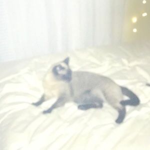 Meet your Posher, Ally